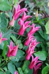 Clem texensis Princess Diana